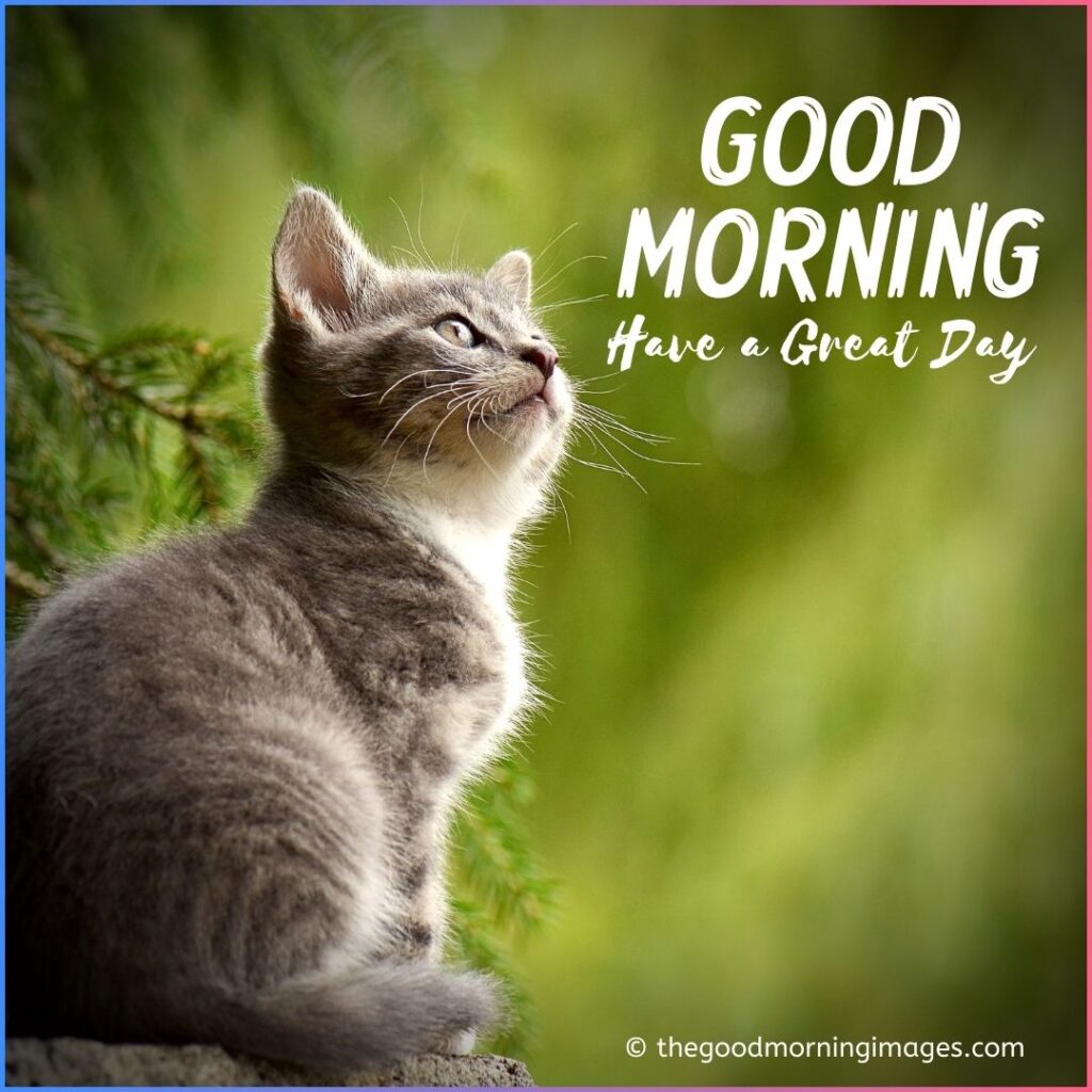 Good Morning Kitten Images