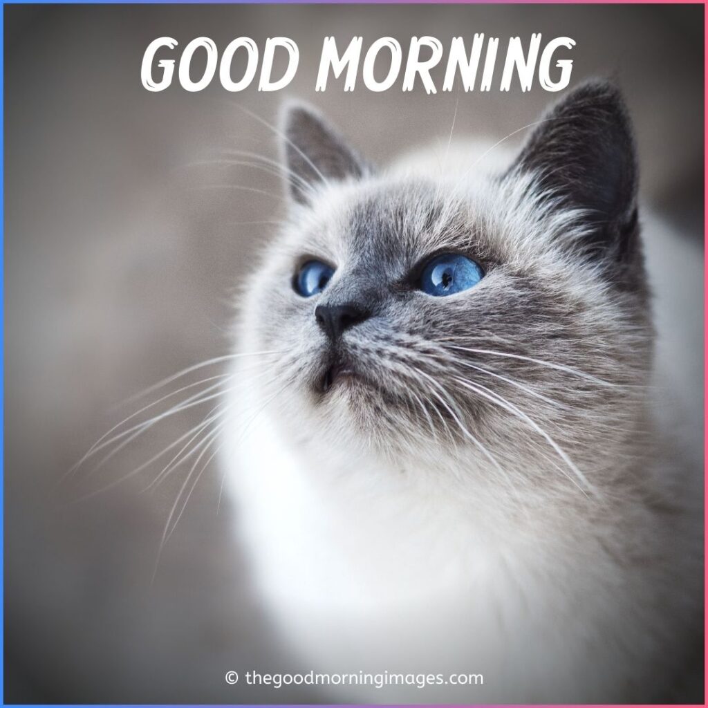 Good Morning Kitten Images