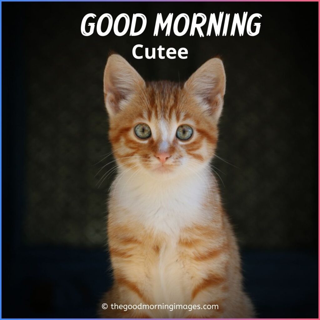 Good Morning Kitten pic