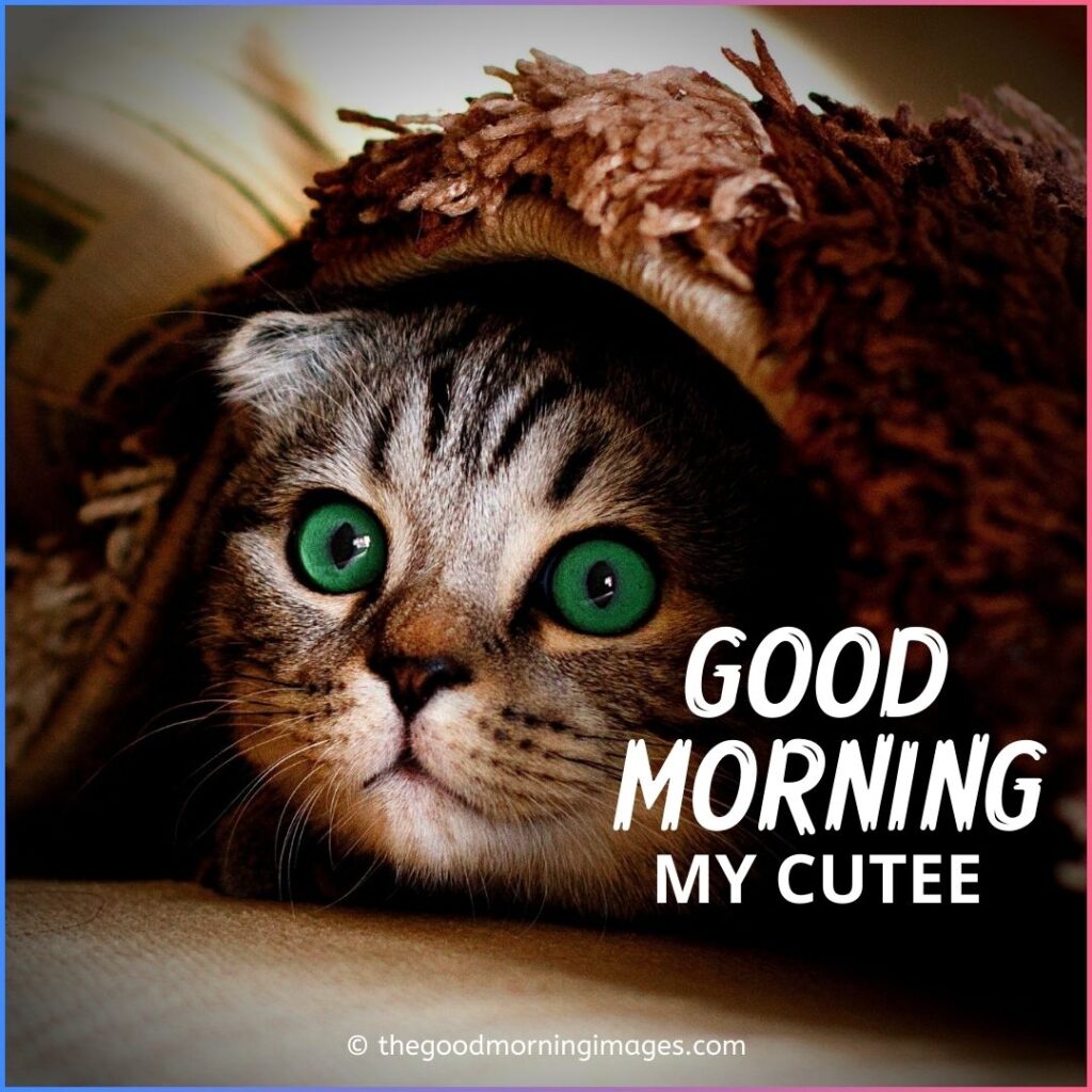 Good Morning Kitty Images