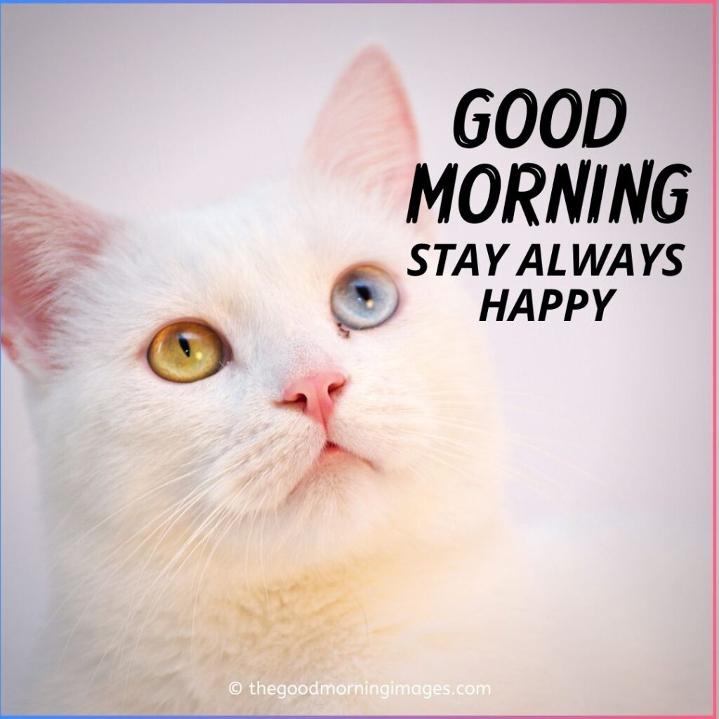 Good Morning Kitten Images