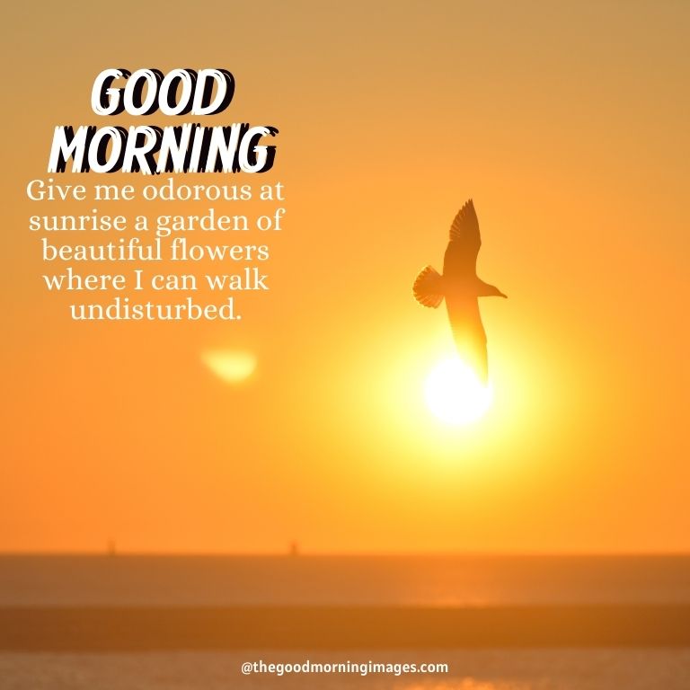 good morning sunrise images