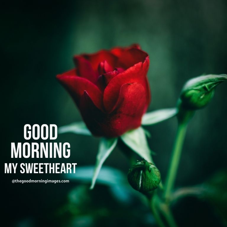 Good Morning red rose Sweetheart pic