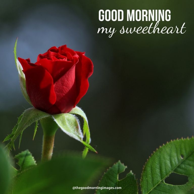 50+ Lovable Good Morning Sweetheart Images