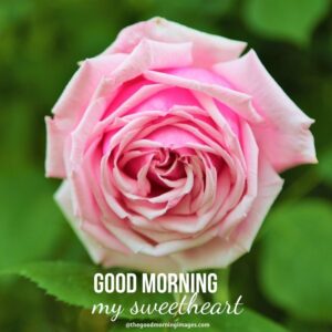 100+ Good Morning Sweetheart Images [For Your Partner]