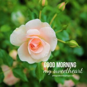 100+ Good Morning Sweetheart Images [For Your Partner]