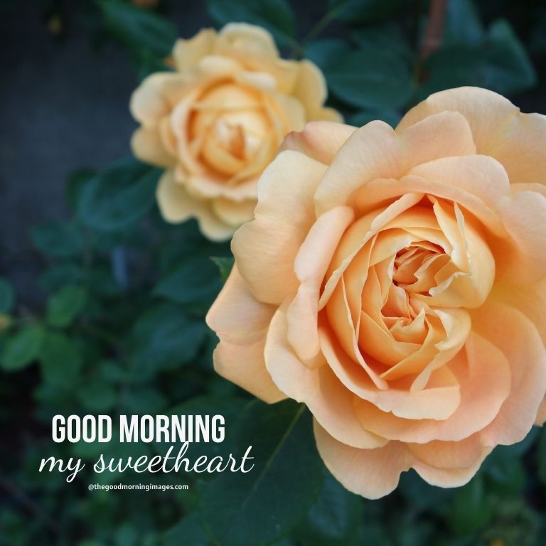good morning sweetheart yellow flowers images