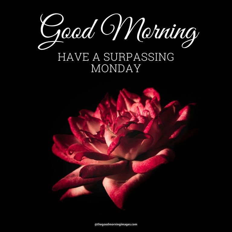 Morning Monday images with red flower