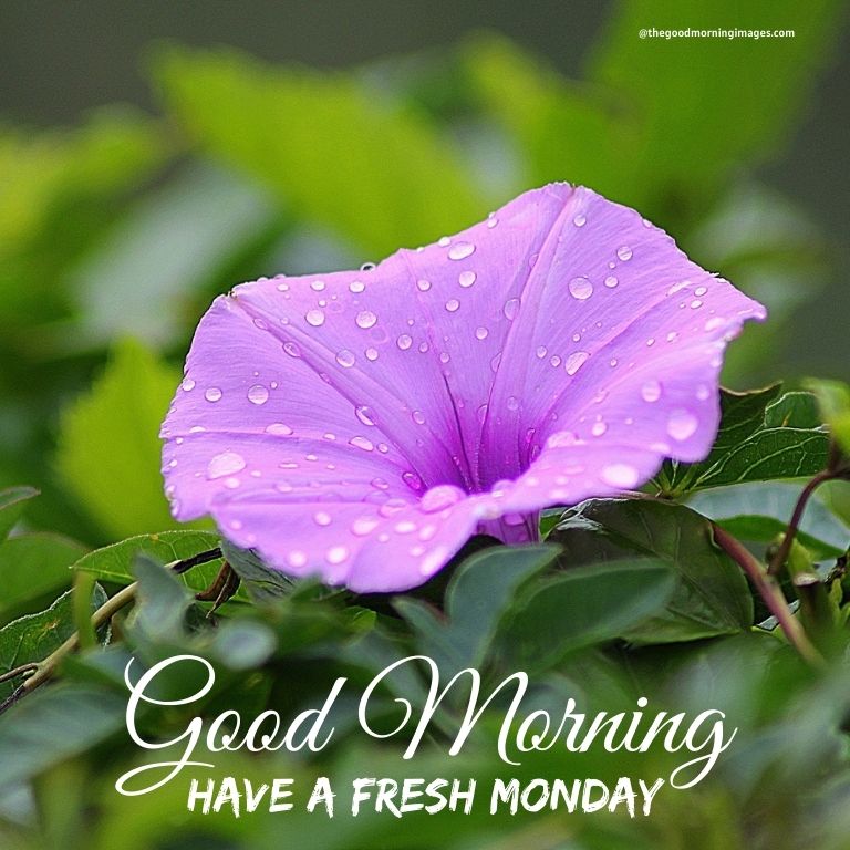 Good Morning Monday purple flowers Images