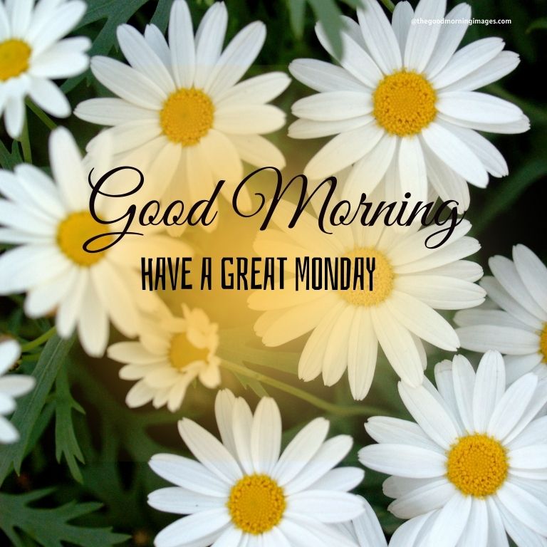 Good Morning Monday flowers Images