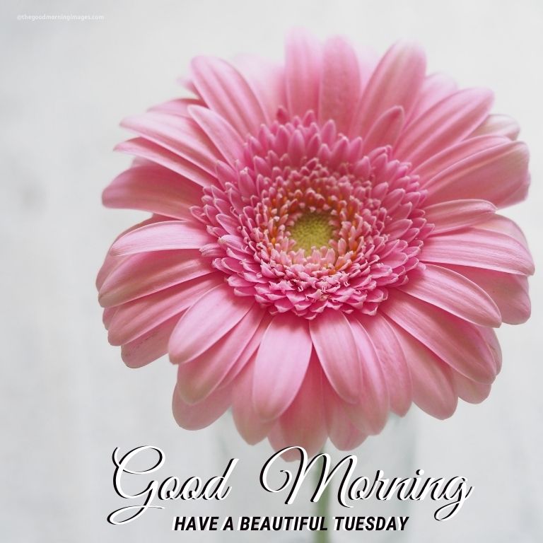 Good Morning Tuesday pink flower Image