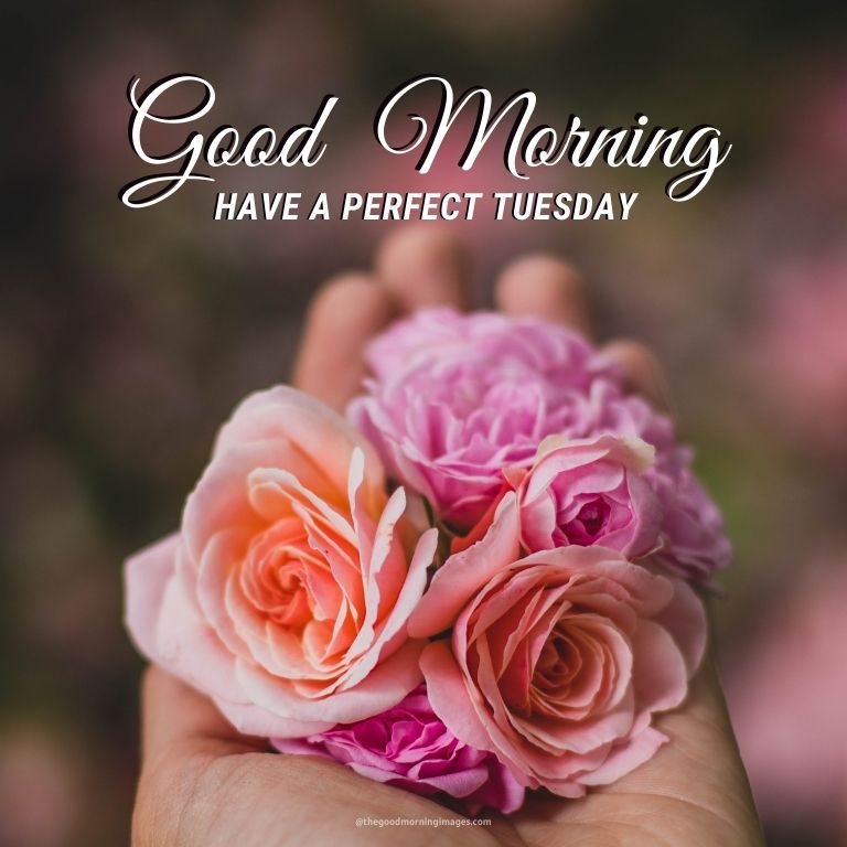 Good Morning Tuesday flowers Images