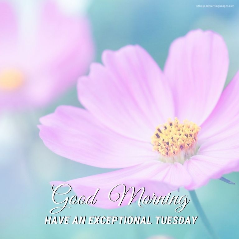 Tuesday Good Morning Images flowers