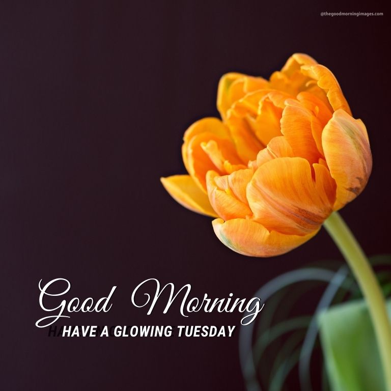 Tuesday Gd Morning yellow flowers Pictures