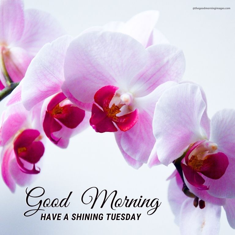 Tuesday Good Morning flowers Pictures