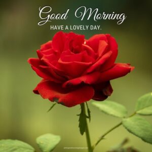 Lovely Good Morning Rose Images With Quotes [2024]