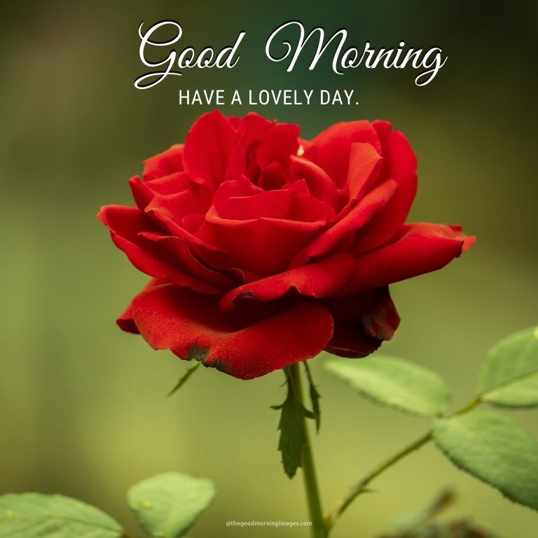 good morning single rose images