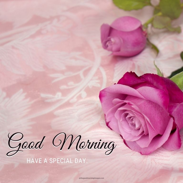 good morning pink rose images