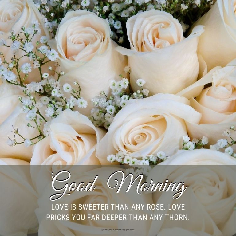 good morning deep white rose images