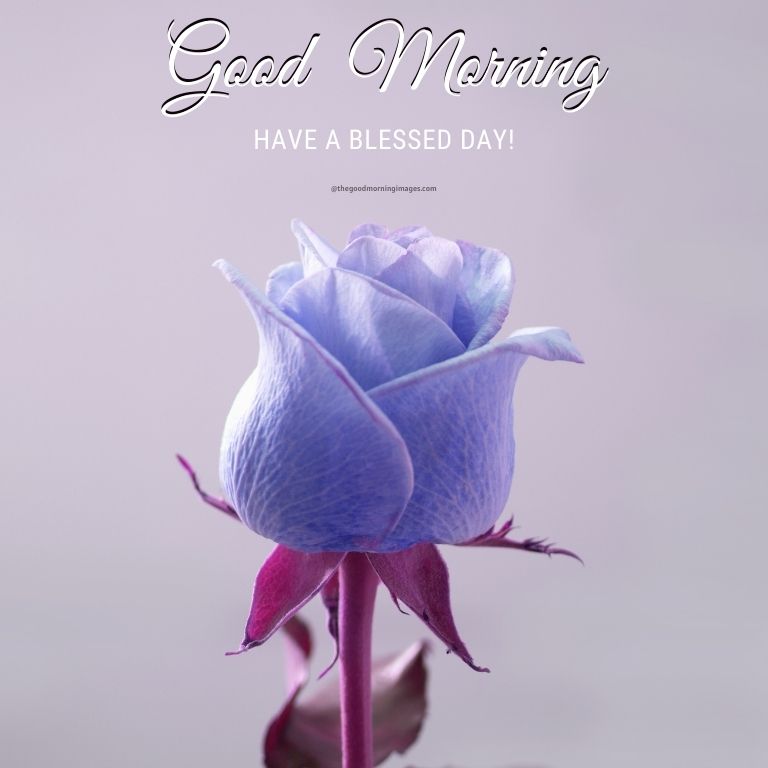 good morning blue rose