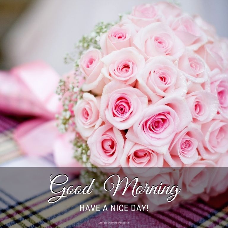 good morning light pink rose images