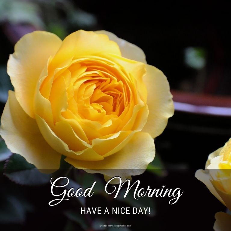 good morning yellow rose