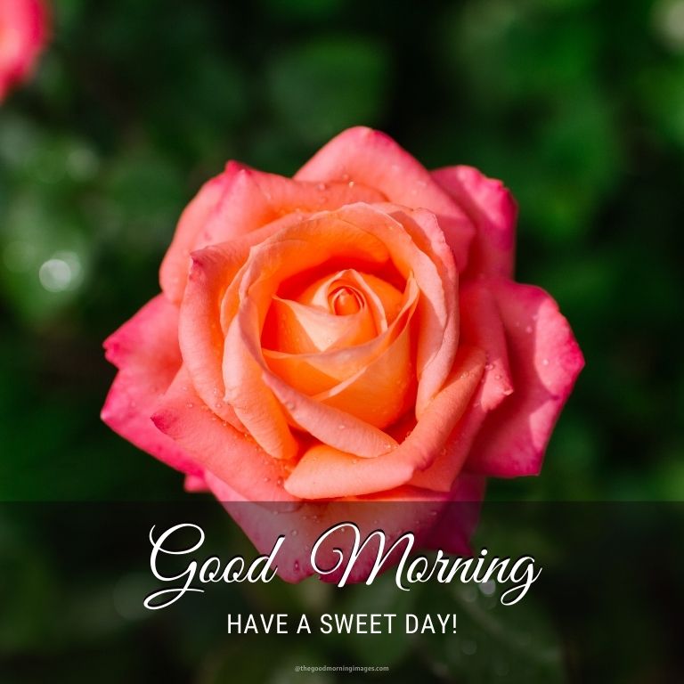 good morning orange rose photos