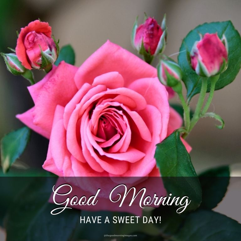 good morning pink rose photos