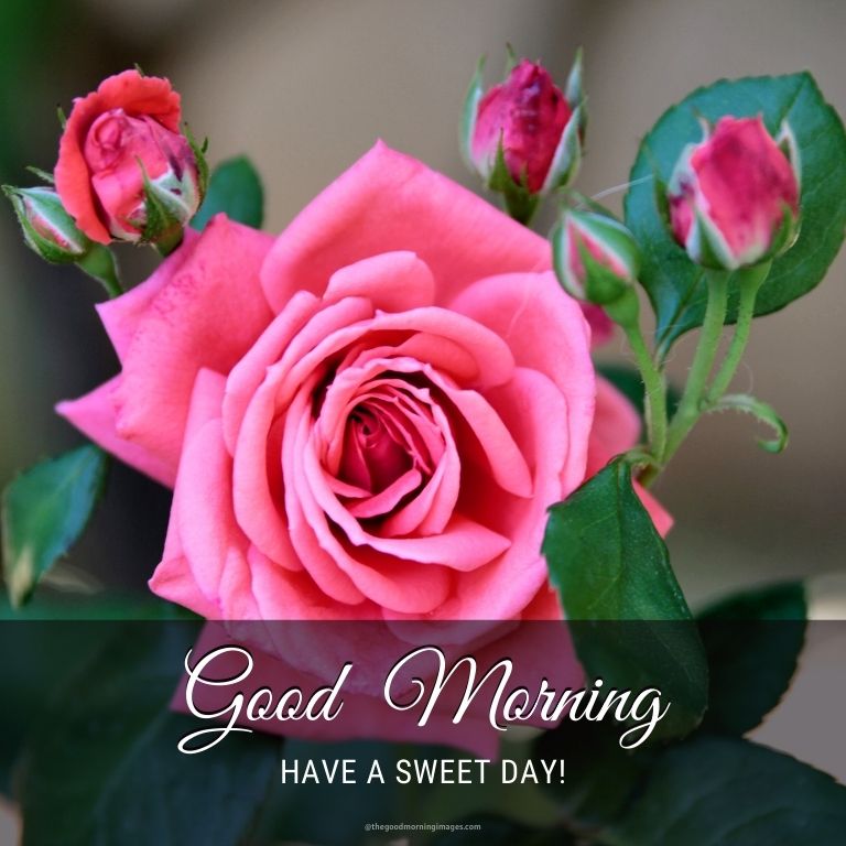 Lovely Good Morning Rose Images With Quotes