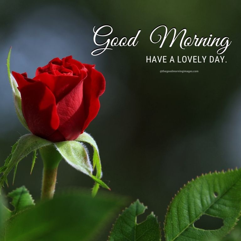 good morning love red roses