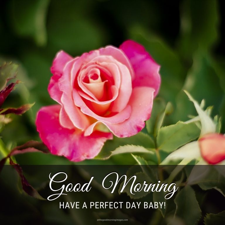 morning rose image