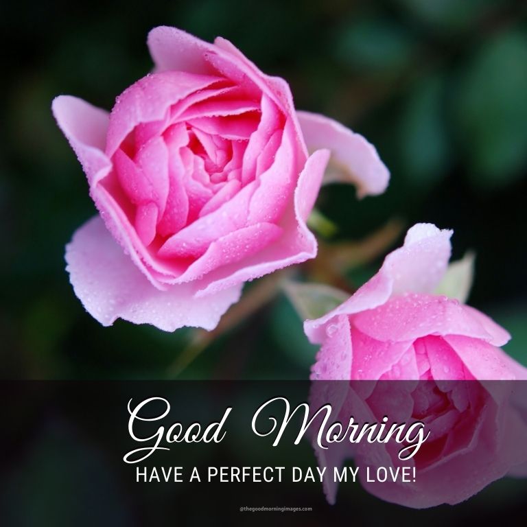 good morning pink rose image