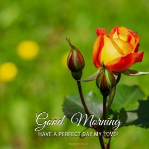 Lovely Good Morning Rose Images With Quotes [2024]