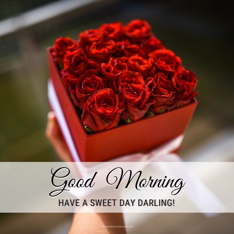 good morning rose pictures as gift