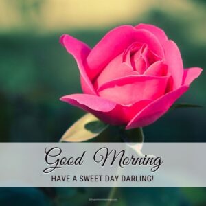 Lovely Good Morning Rose Images With Quotes