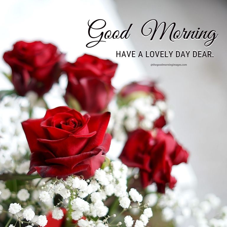 good morning rose photos