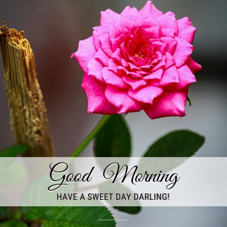 good morning rose images