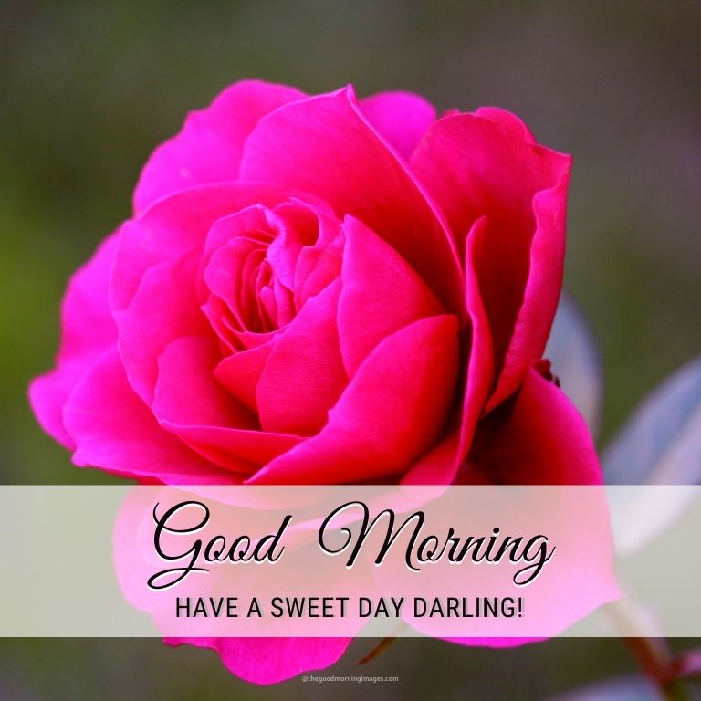good morning single rose