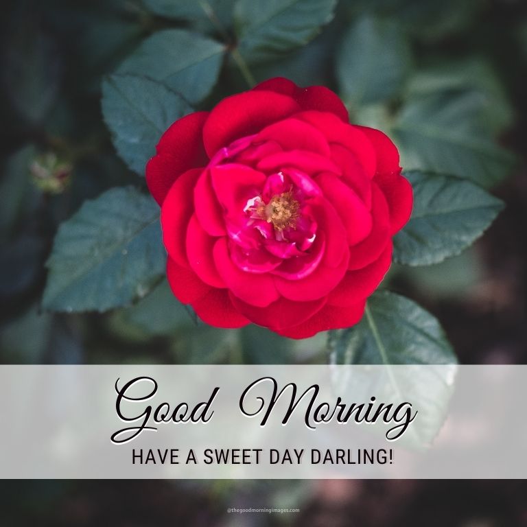 Good Morning Wallpaper with Flowers Full HD 1920x1080 GM Images