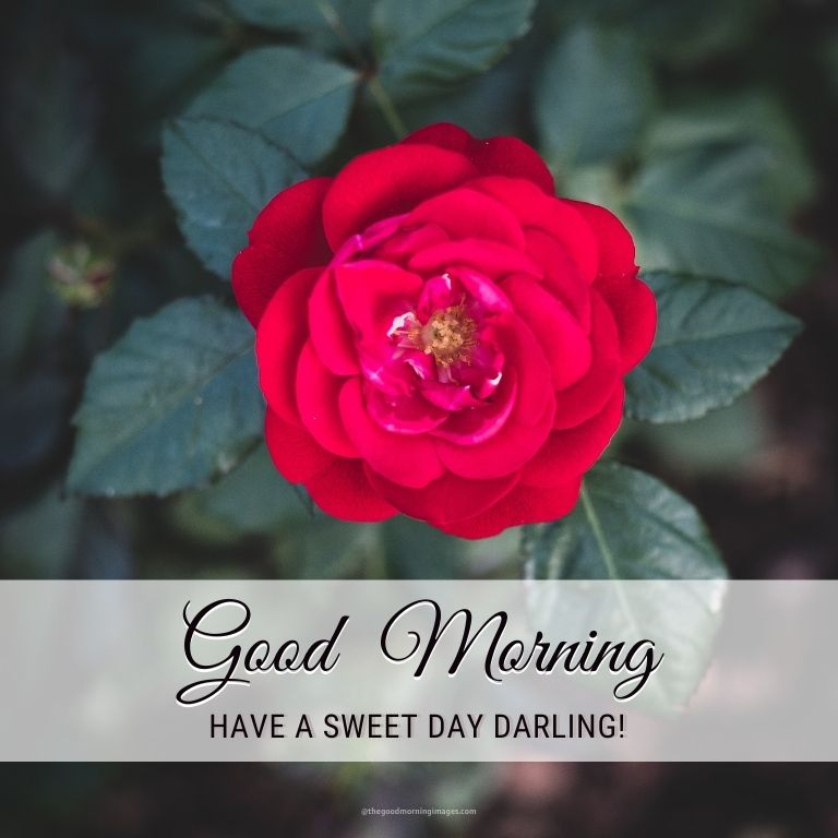 341 Morning Wishes Images With Red Rose