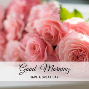 Lovely Good Morning Rose Images With Quotes