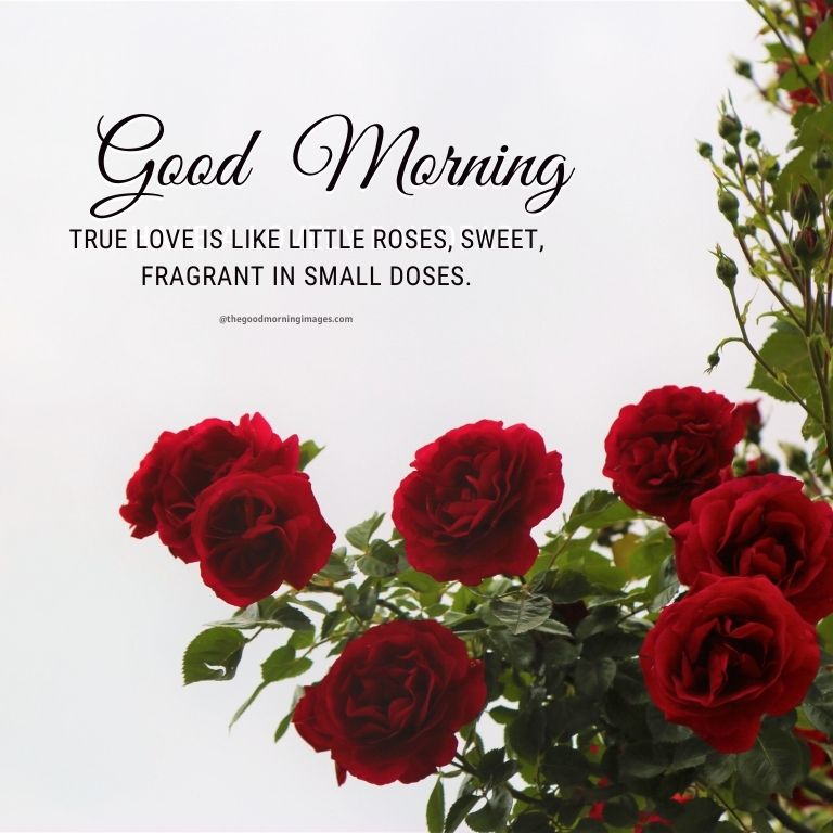 good morning rose images with quotes