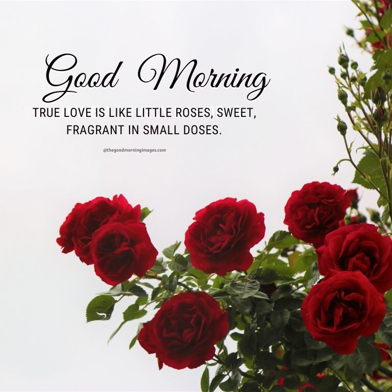 Lovely Good Morning Rose Images With Quotes