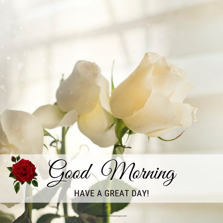 good morning have a nice day rose