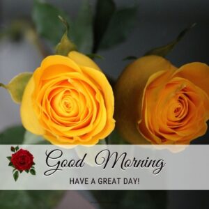 Lovely Good Morning Rose Images With Quotes