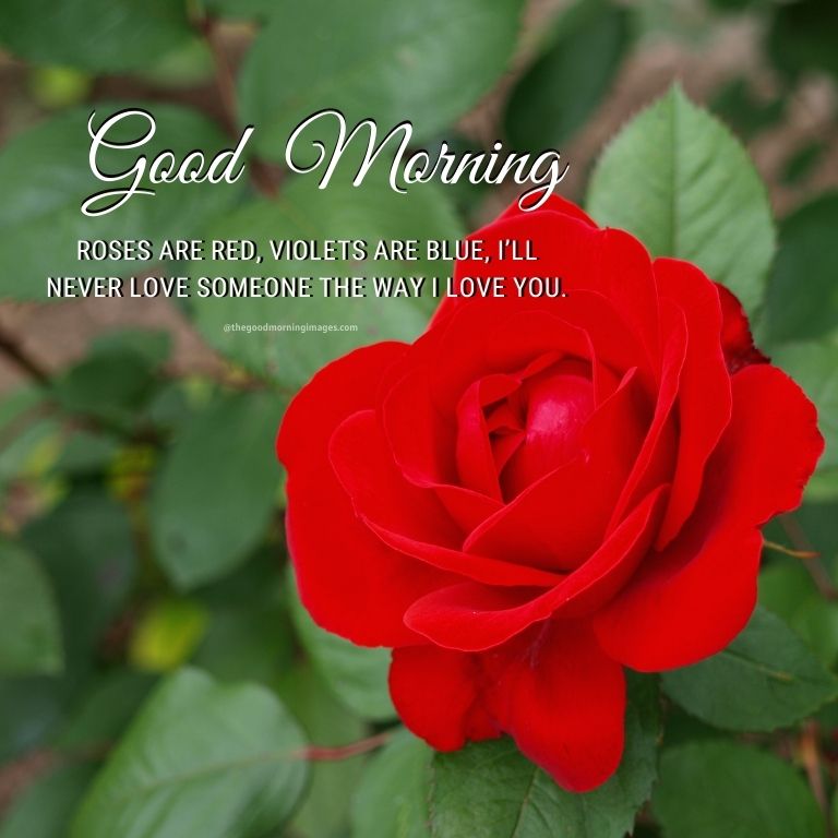 good morning love red roses