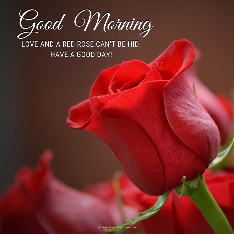 good morning love roses