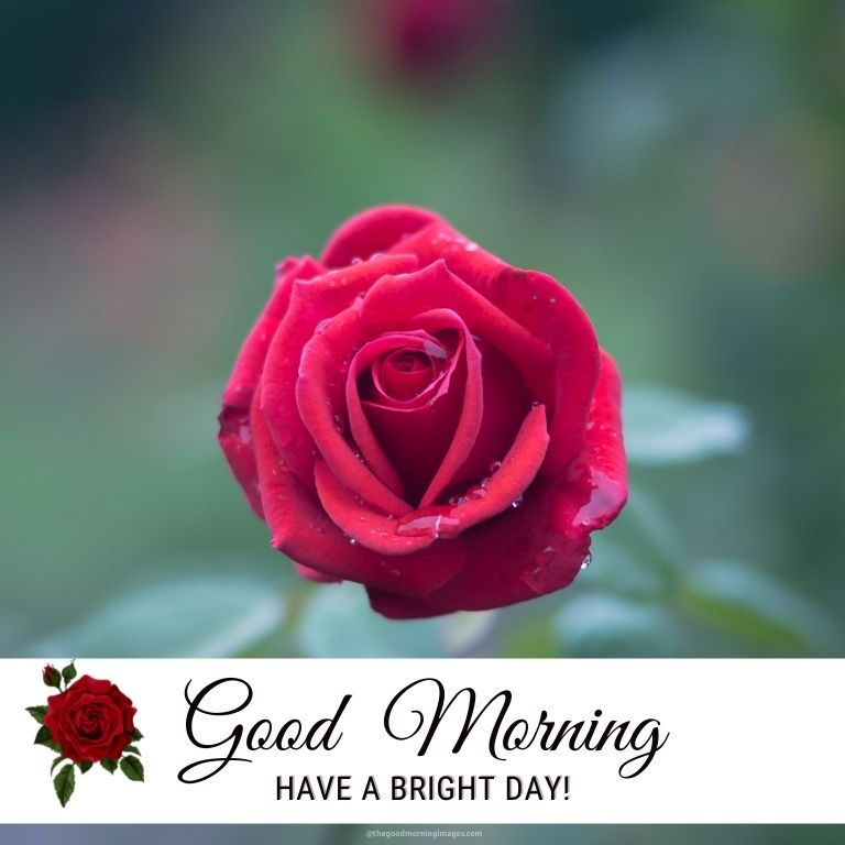 good morning beautiful rose hd