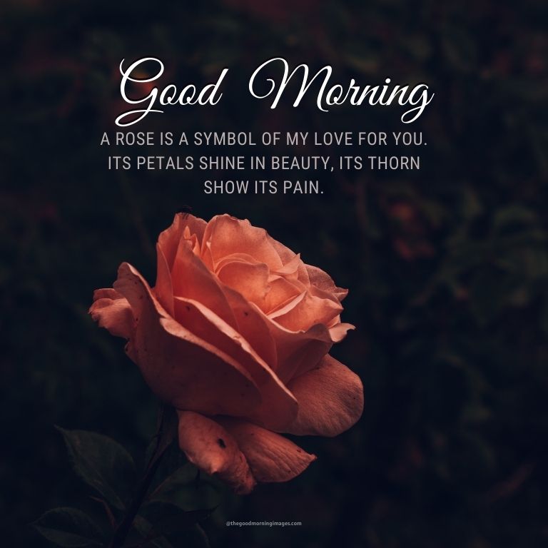 Lovely Good Morning Rose Images With Quotes