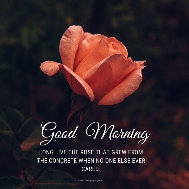 good morning rose images with wishes